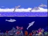 Ecco the Dolphin